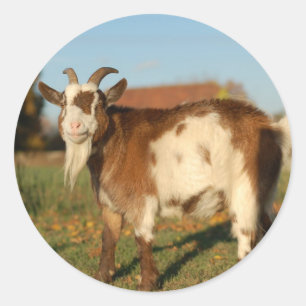 Red and white goat classic round sticker
