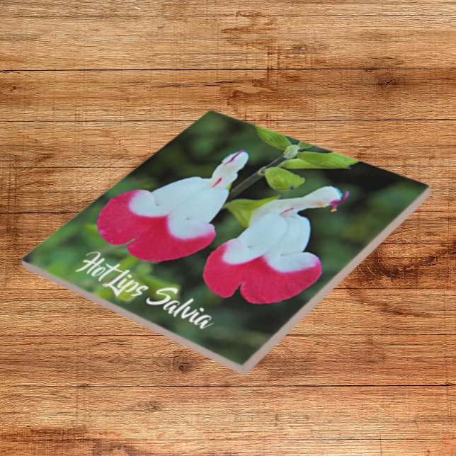 Red and White Hot Lips Salvia Floral Ceramic Tile (In Situ)