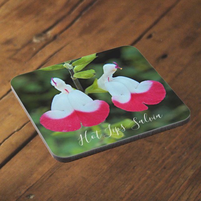 Red and White Hot Lips Salvia Floral Coaster (In Situ)