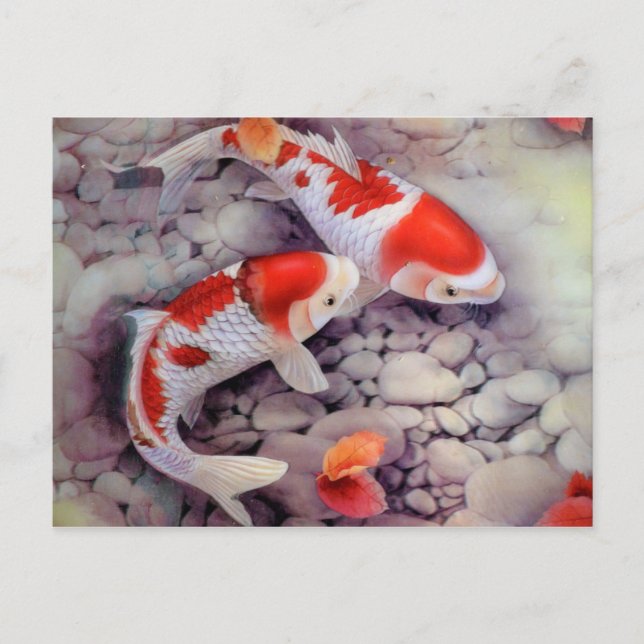 Red and White Koi Fish Pond Postcard (Front)