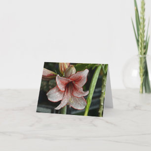 Red And White Lily Note Card