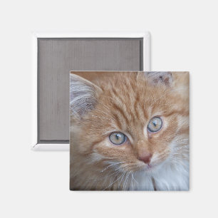 Red and White, Long-haired, Tabby Cat Face Magnet