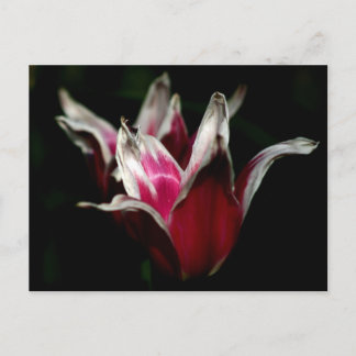 Red and White on Black Postcard