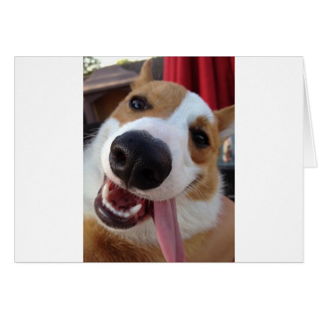 Red and White Pembroke Welsh Corgi (Front Horizontal)