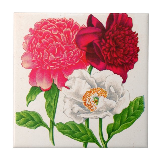 red and white peony tile (Front)