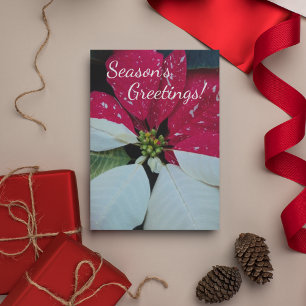 Red and White Poinsettia Floral Holiday Card