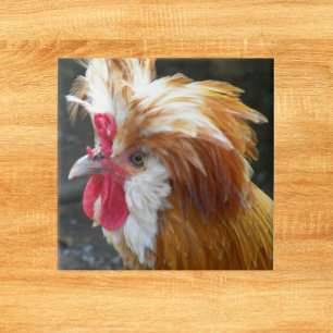 Red and White Polish Chicken Ceramic Tile