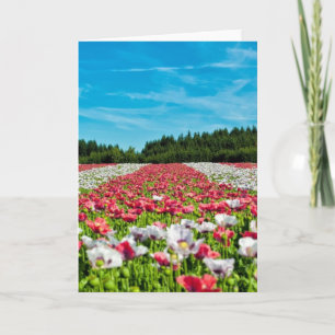 Red and White Poppy Field Card