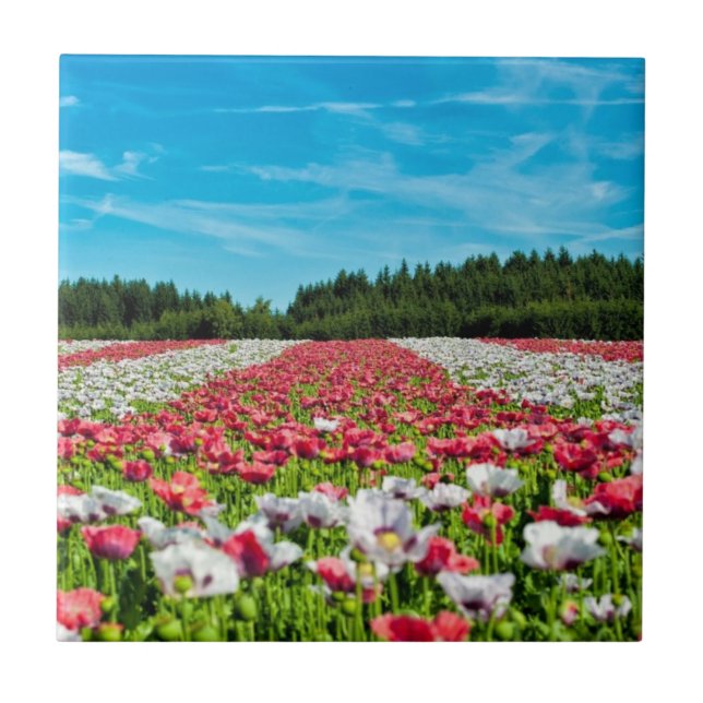 Red and White Poppy Field Ceramic Tile (Front)