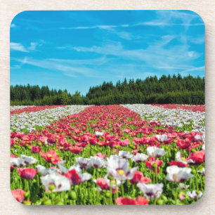 Red and White Poppy Field Coaster