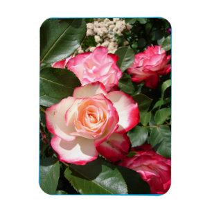 Red and White Rose Flower Floral Roses Card Magnet