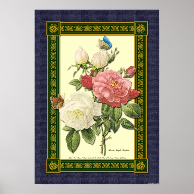 Red and White Roses Botanical Poster (Front)