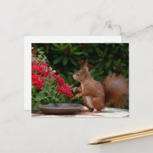 Red and White Squirrel with Red Flower Bush Postcard