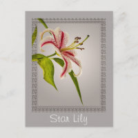 Red and White Star Lily on Shades of Grey