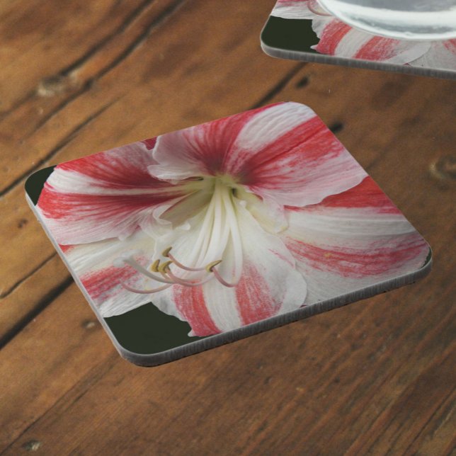 Red and White Striped Christmas Amaryllis Floral Coaster (In Situ)