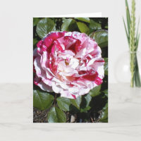 Red and White Striped Rose Card