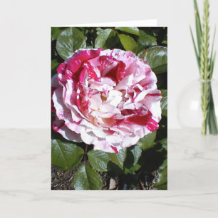 Red and White Striped Rose Card