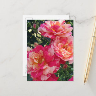 Red and White Striped Roses Editable Postcard