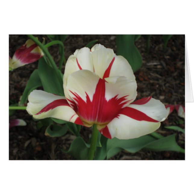 Red and White Tulip (Front Horizontal)