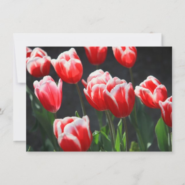 Red and white tulips Card (Front)