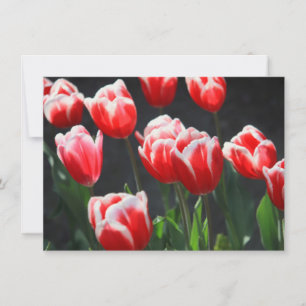 Red and white tulips Card