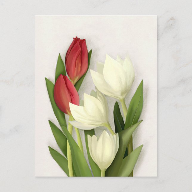 Red and White Tulips Floral Postcard (Front)