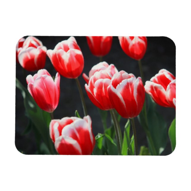 Red and white tulips magnet (Horizontal)