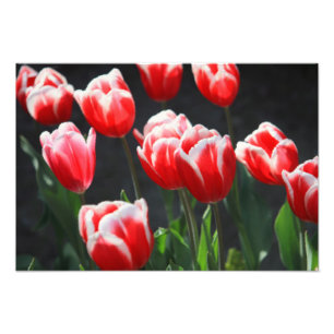 Red and white tulips photo print