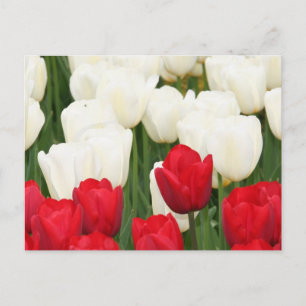 Red and White Tulips Postcard
