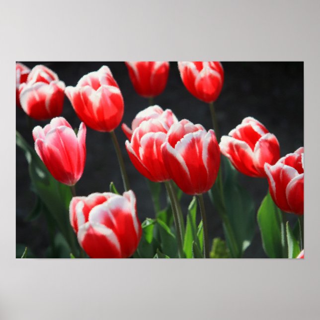Red and white tulips poster (Front)