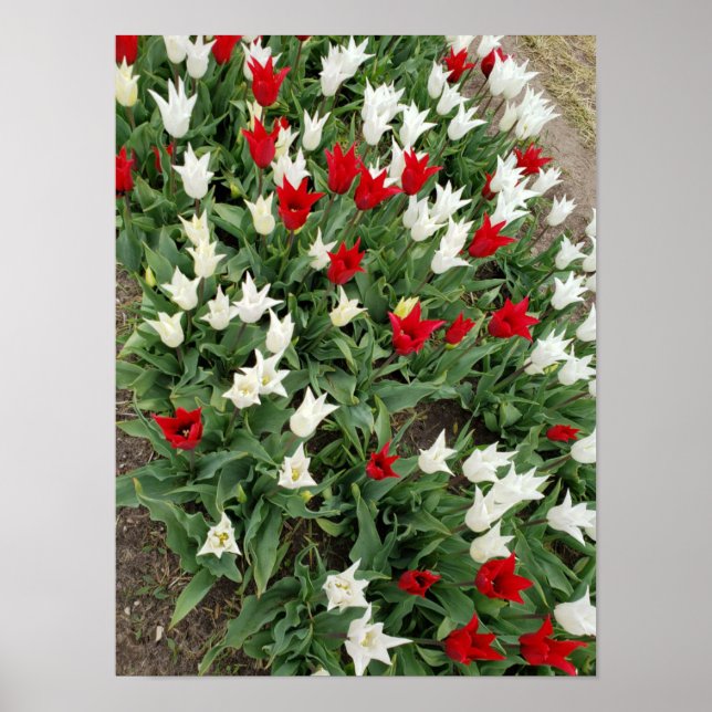 Red and white tulips poster (Front)