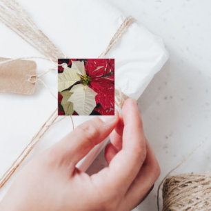 Red and White Variegate Poinsettia Holiday Favour Tags