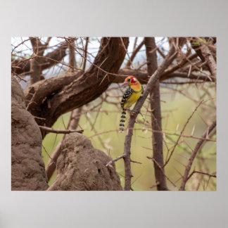 Red-and-Yellow Barbet on Branch Poster
