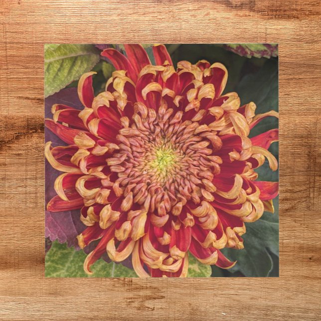 Red and Yellow Chrysanthemum Floral Ceramic Tile (In Situ)