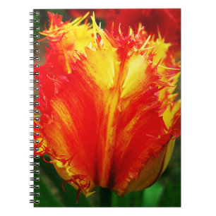 Red And Yellow Close-up Curly Tulip Notebook