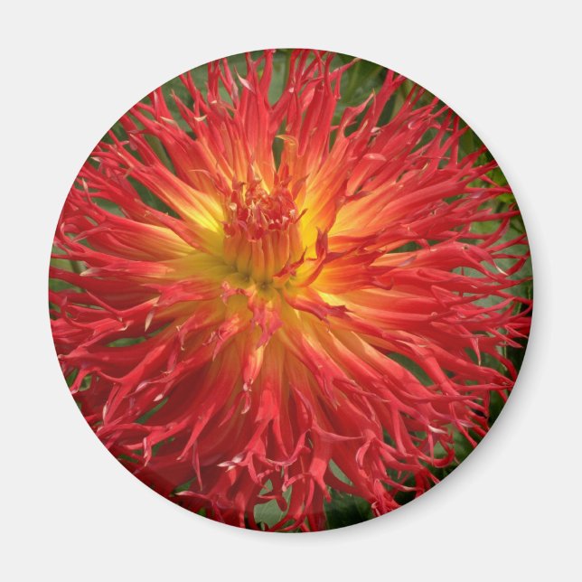 Red And Yellow Crazy Dahlia Multiple Items Magnet (Front)