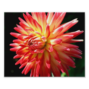 Red And Yellow Dahlia 10x8 Flower Close Up Photo Print