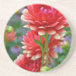 Red and yellow dahlia flowers coaster