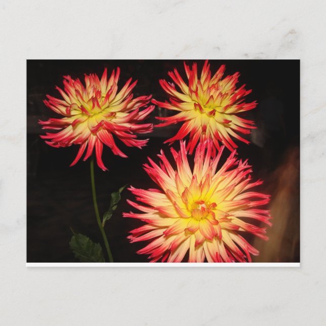 Red and Yellow Dahlia Postcard (Front)