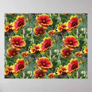 Red And Yellow Daisy Flowers Poster