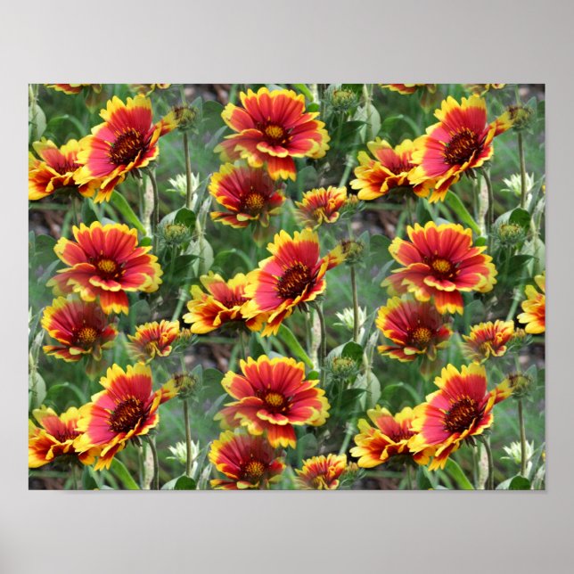 Red And Yellow Daisy Flowers Poster (Front)