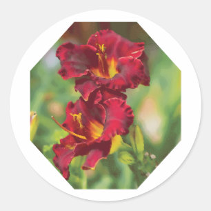Red and Yellow Daylily Flower shape Painting Classic Round Sticker