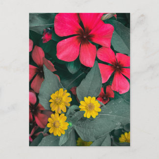 Red and Yellow Flowers Garden Close Up Postcard