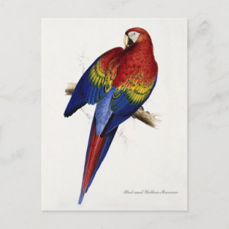 Red and Yellow Maccaw postcard