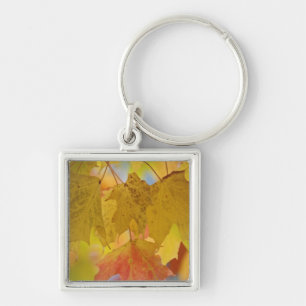 Red and yellow maple leaves, in the southern key ring