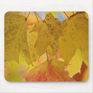 Red and yellow maple leaves, in the southern mouse pad