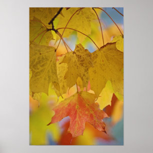 Red and yellow maple leaves, in the southern poster