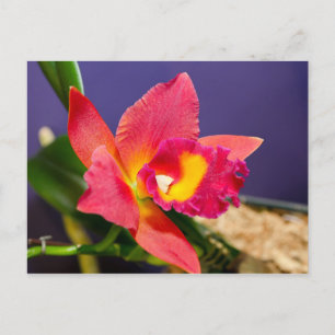 Red and Yellow Orchid Postcard