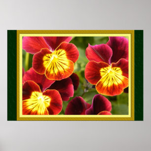 Red and Yellow Pansies (Large Matted) Poster