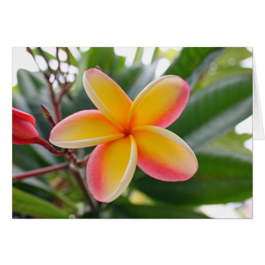 Red and Yellow Plumeria 1 Card